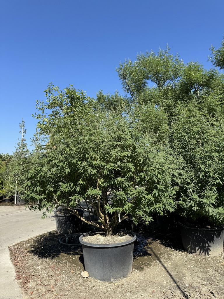 Vitex agnus-castus
