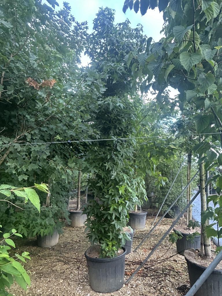 Fatsia japonica