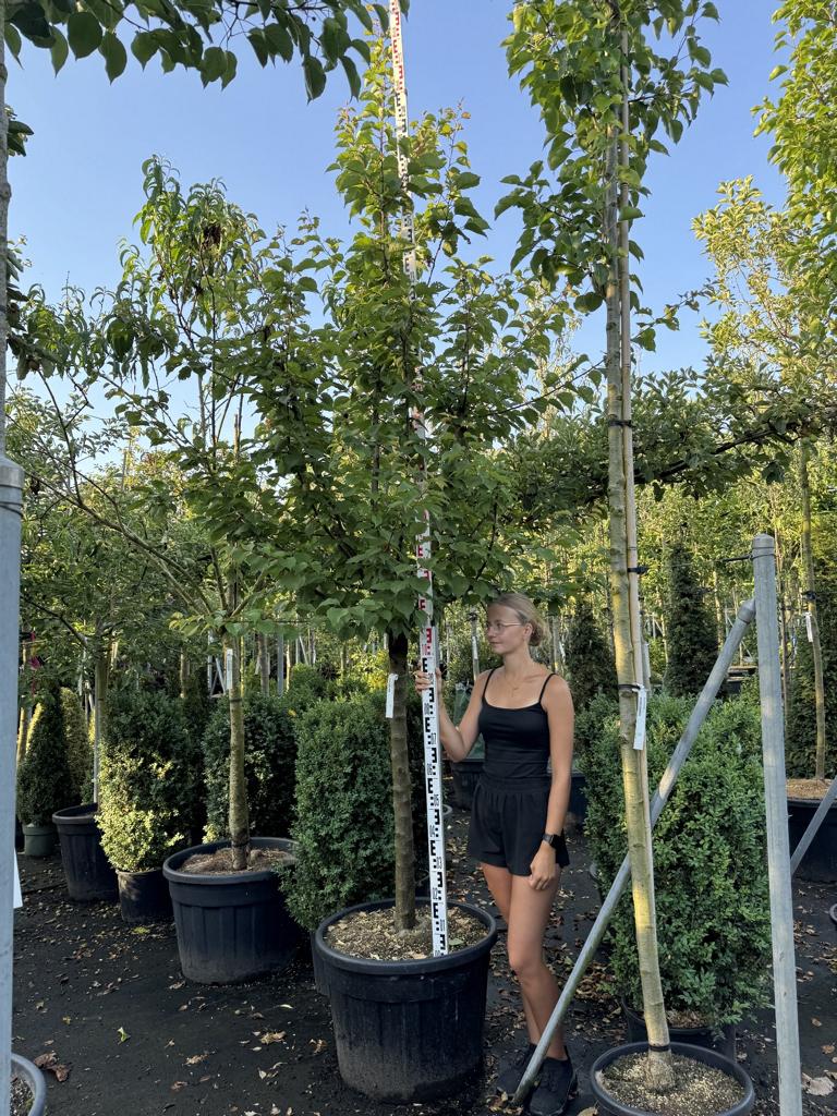 Prunus armeniaca 'Goldrich'