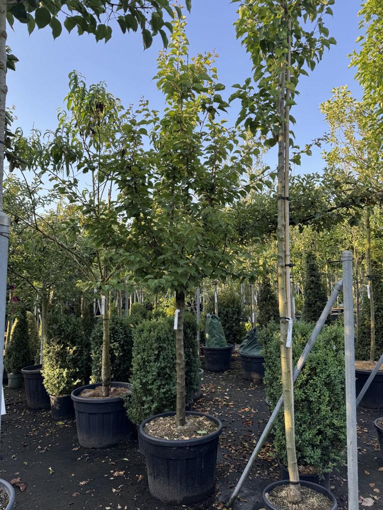 Prunus armeniaca 'Goldrich'