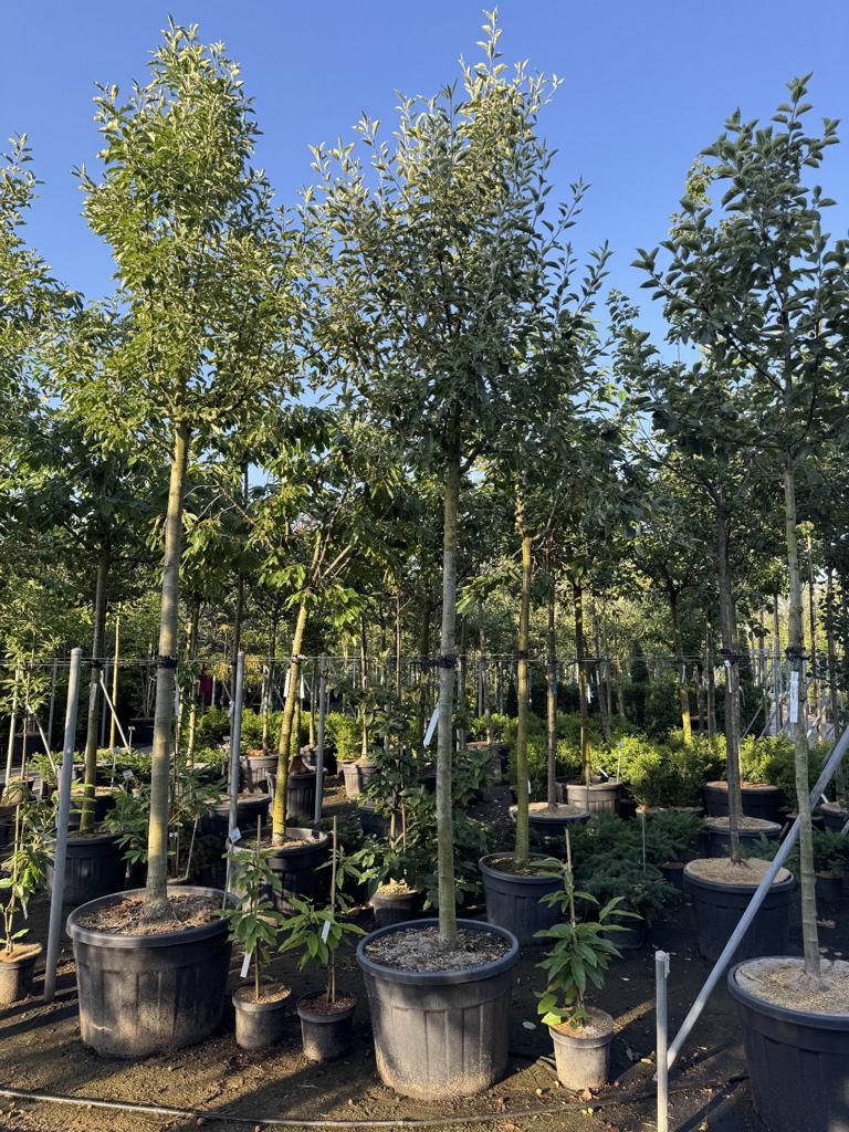 Malus domestica 'Cox's Orange'