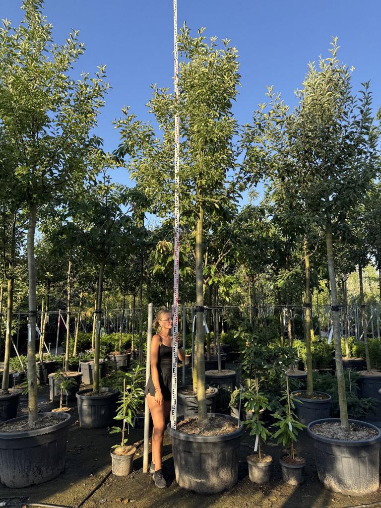 Malus domestica 'Elstar'