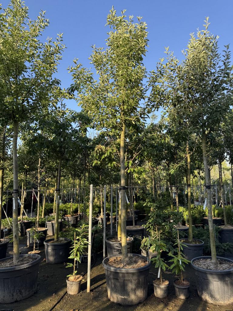 Malus domestica 'Elstar'