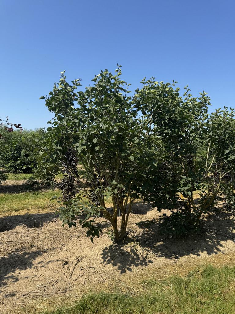 Syringa vulgaris 'Ludwig Spaeth'