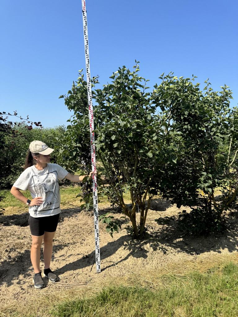Syringa vulgaris 'Ludwig Spaeth'