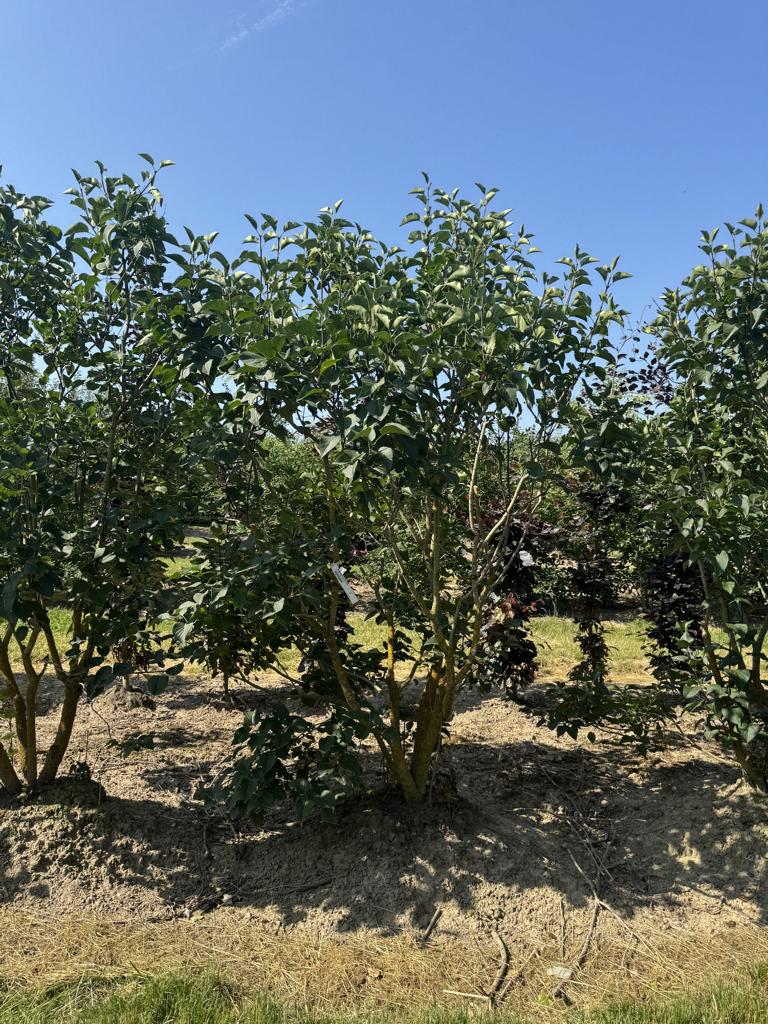 Syringa vulgaris 'Ludwig Spaeth'