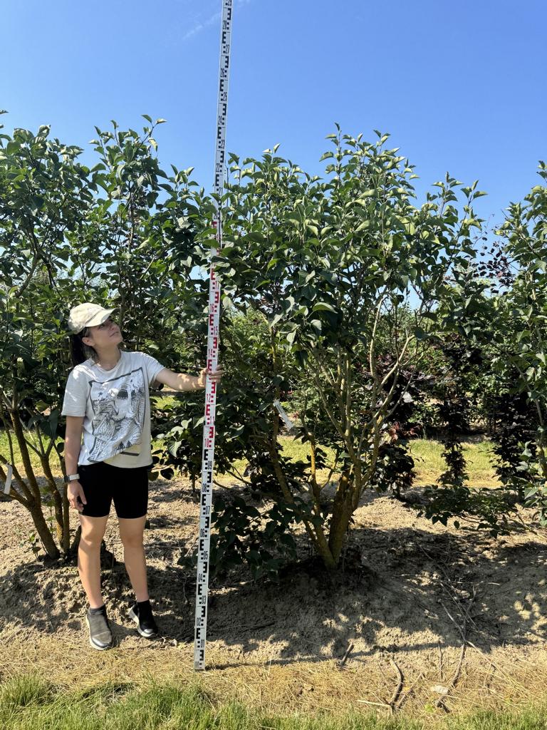 Syringa vulgaris 'Ludwig Spaeth'