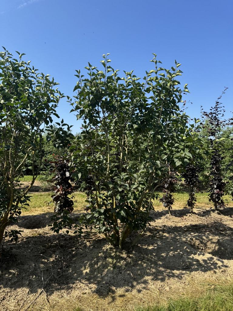 Syringa vulgaris 'Ludwig Spaeth'