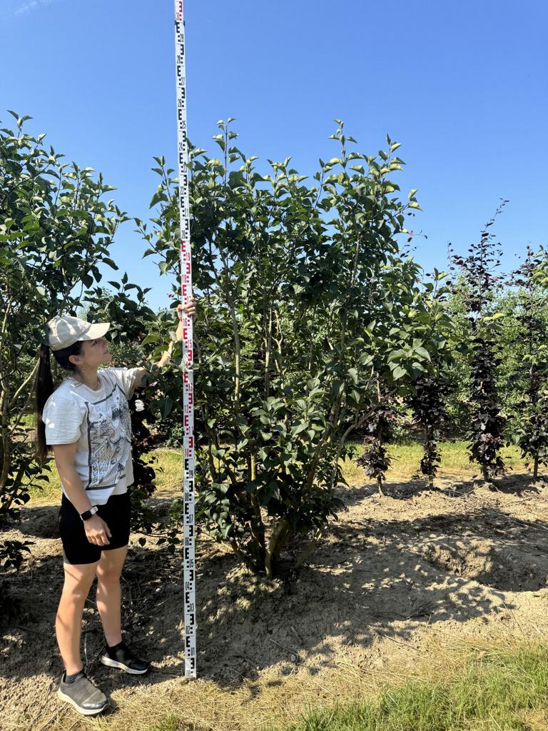 Syringa vulgaris 'Ludwig Spaeth'