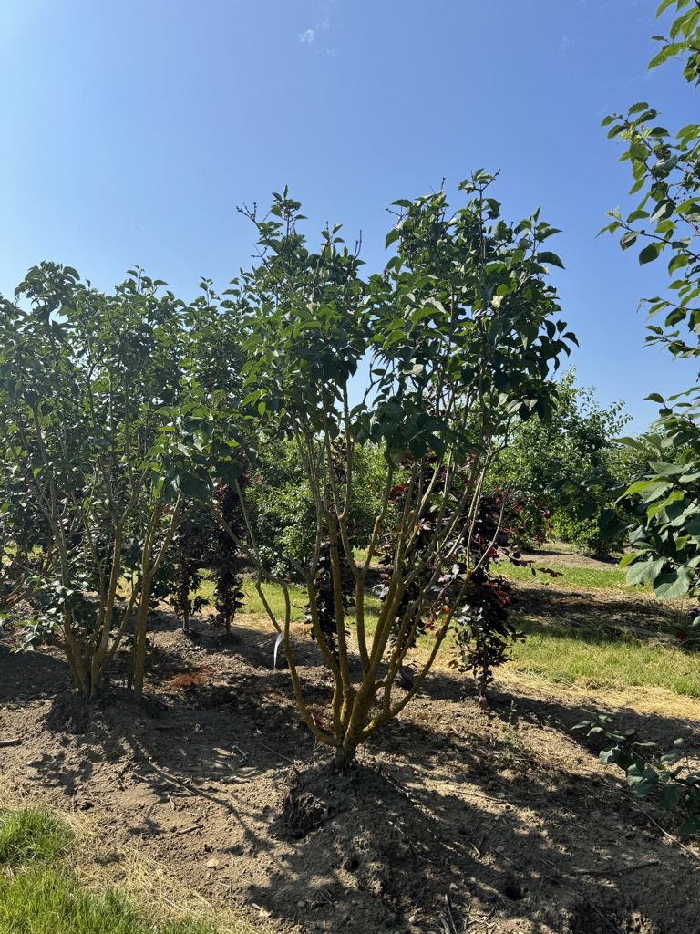 Syringa vulgaris 'Ludwig Spaeth'