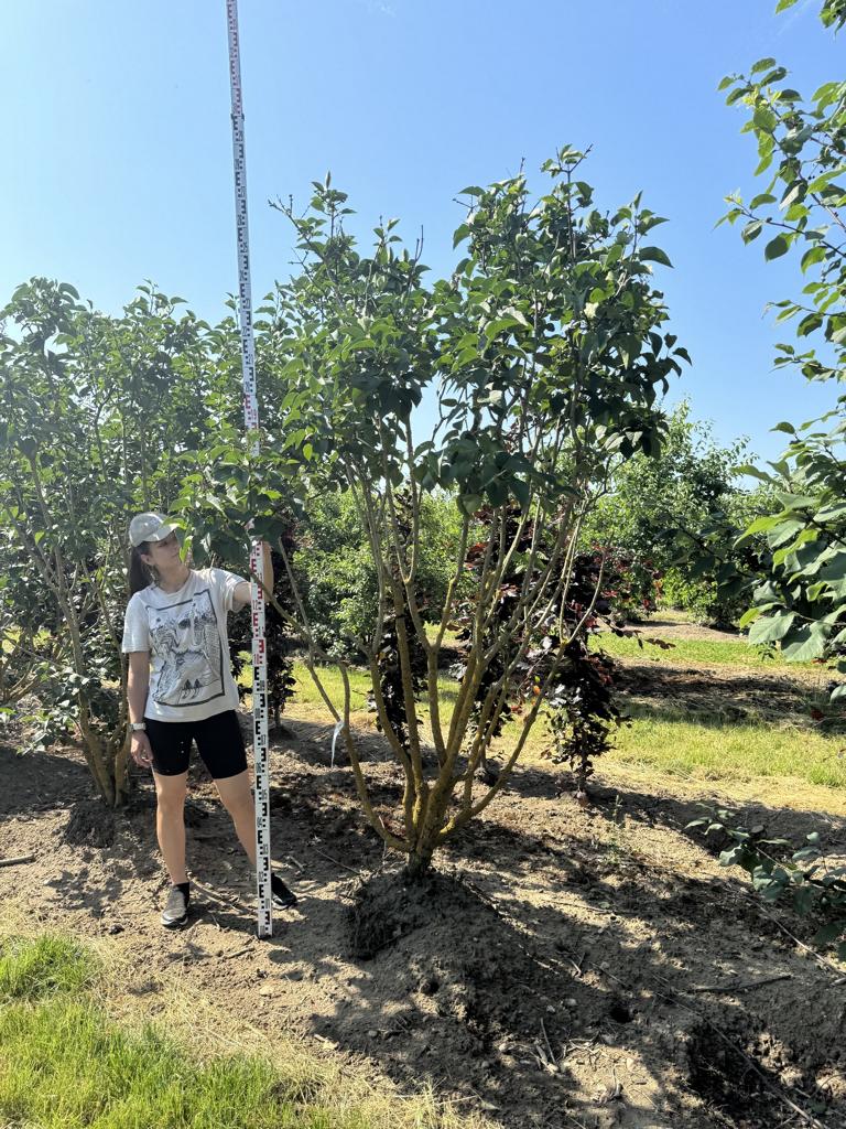 Syringa vulgaris 'Ludwig Spaeth'