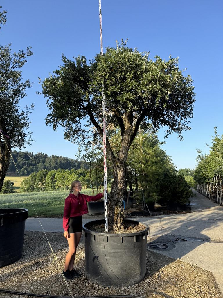 Quercus suber Schirmform