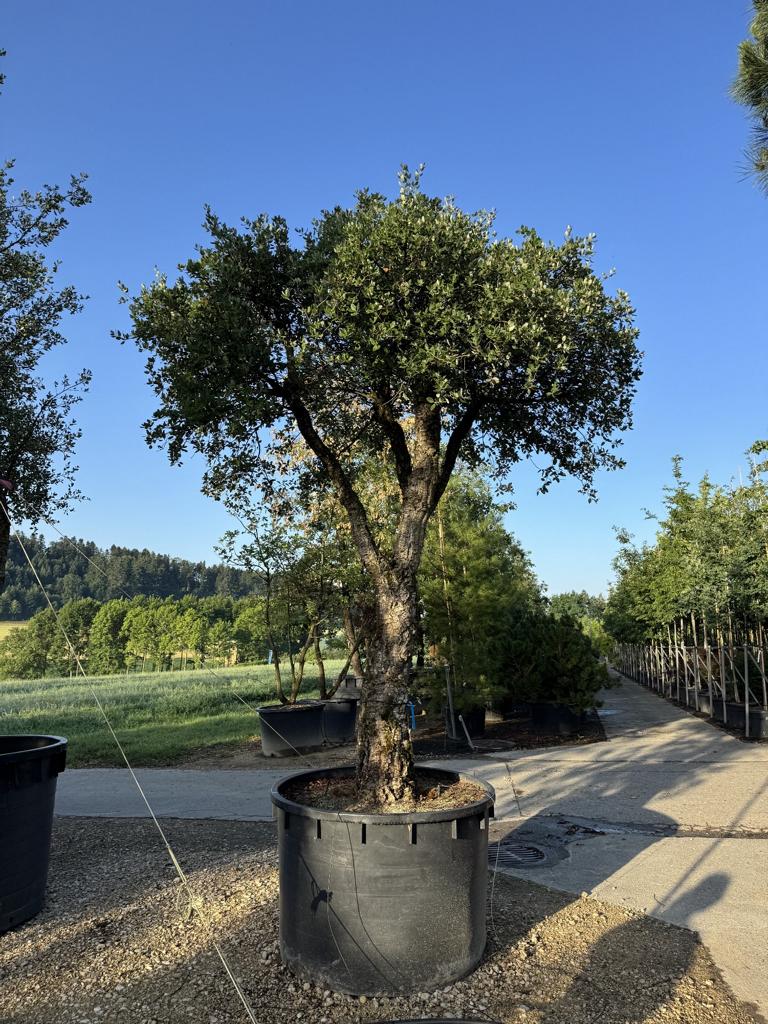 Quercus suber Schirmform