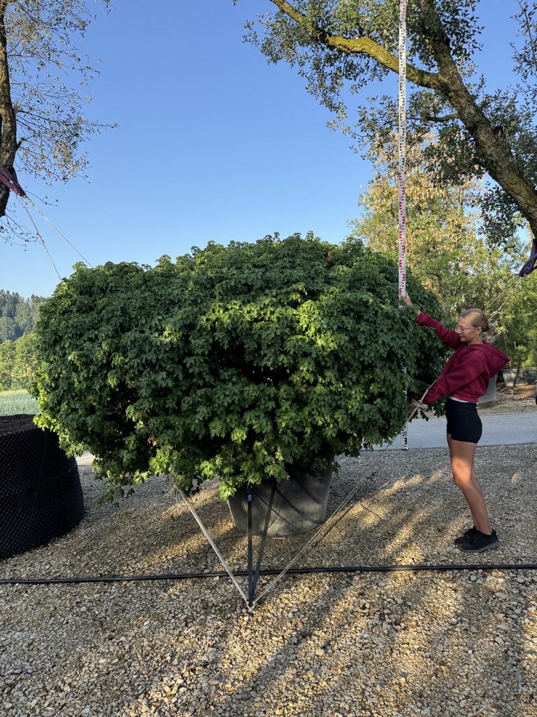 Acer campestre 'Nanum'