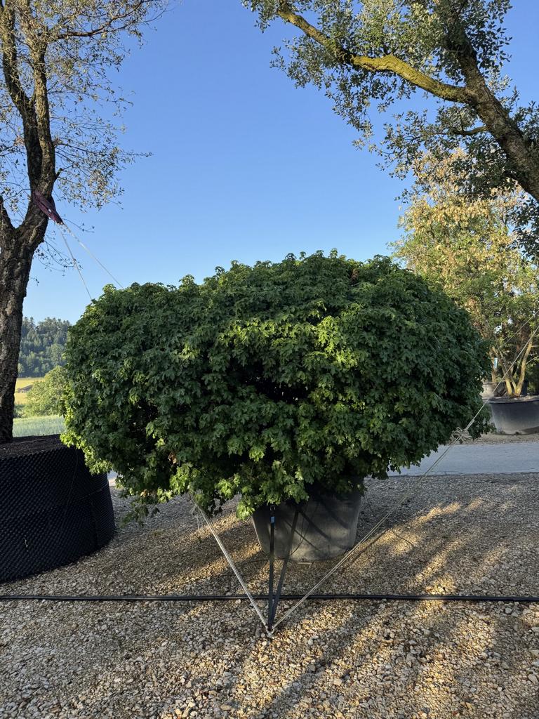 Acer campestre 'Nanum'