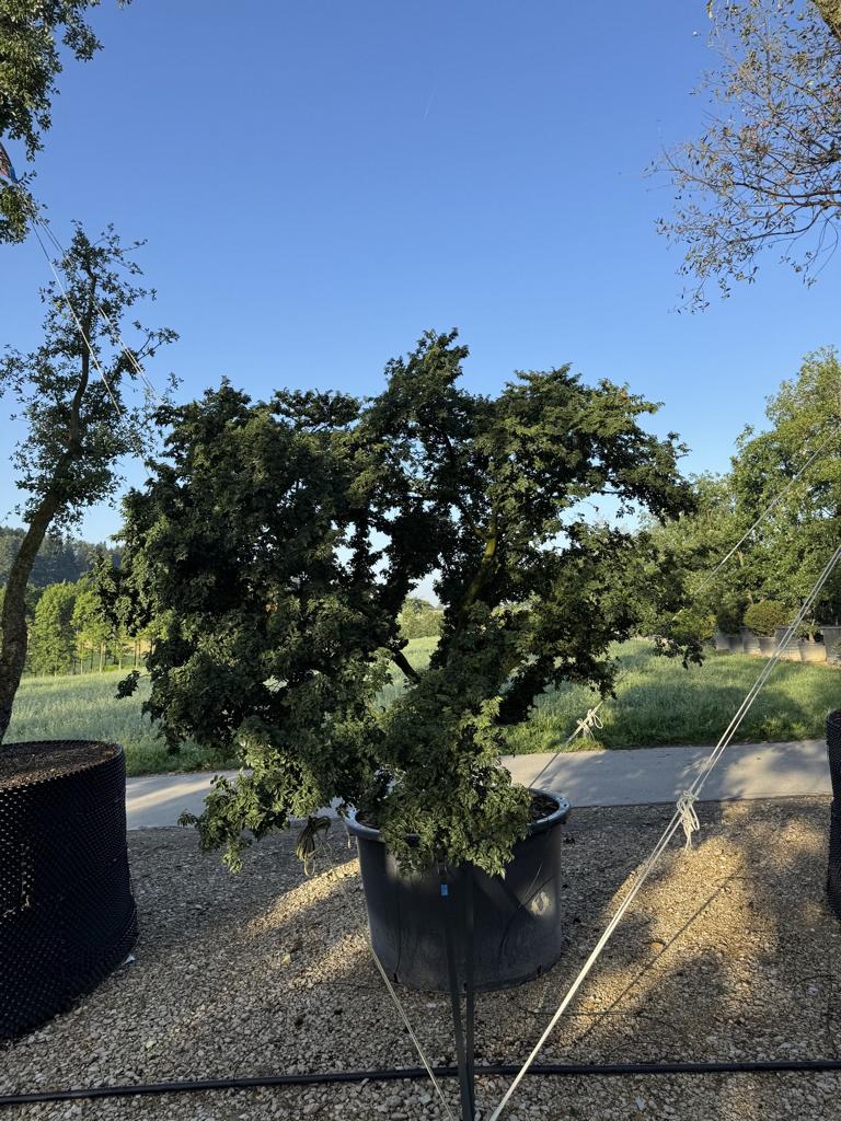 Ulmus minor 'Jacqueline Hillier' Altersform