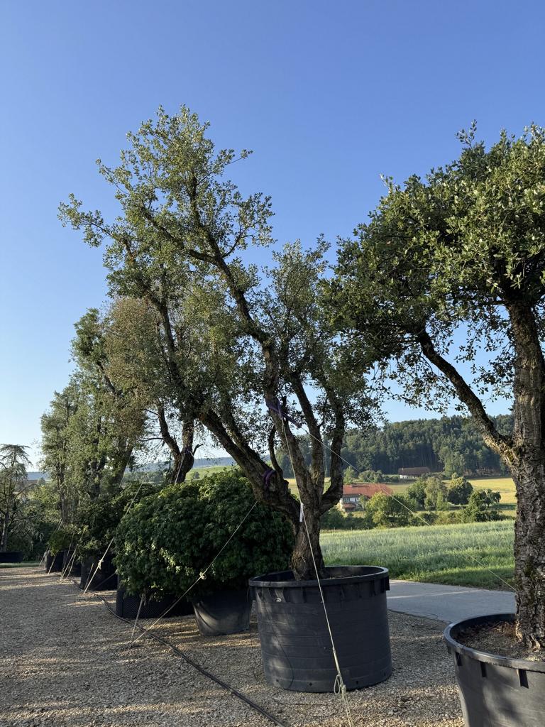 Ulmus minor 'Jacqueline Hillier' Altersform
