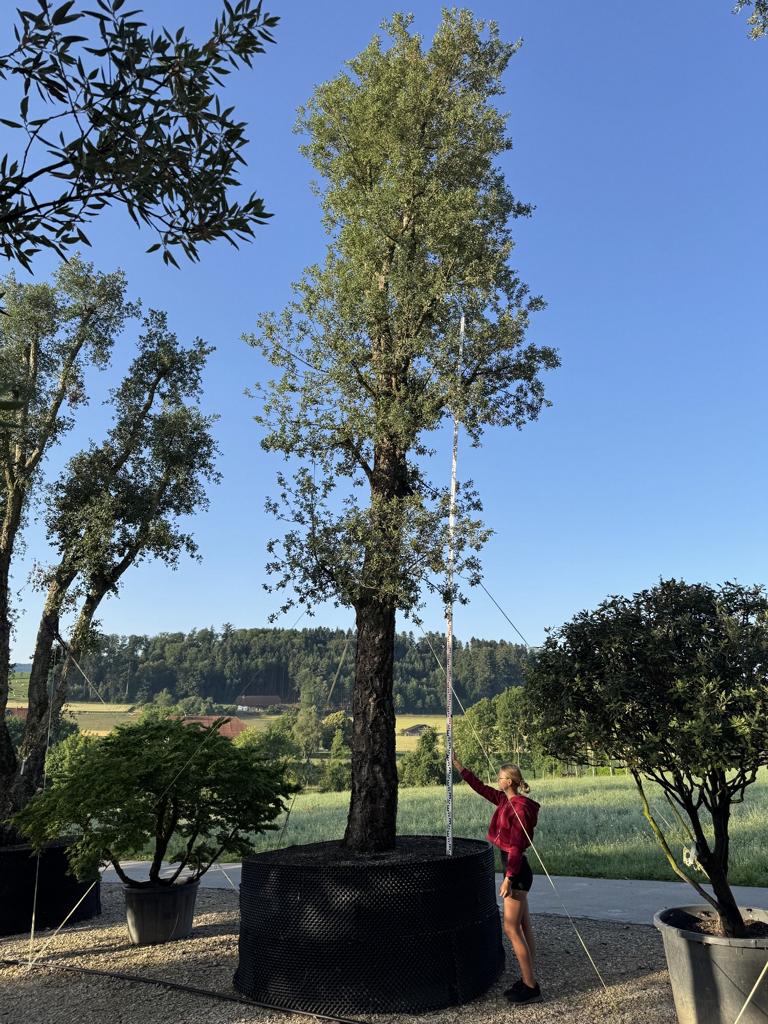 Quercus suber