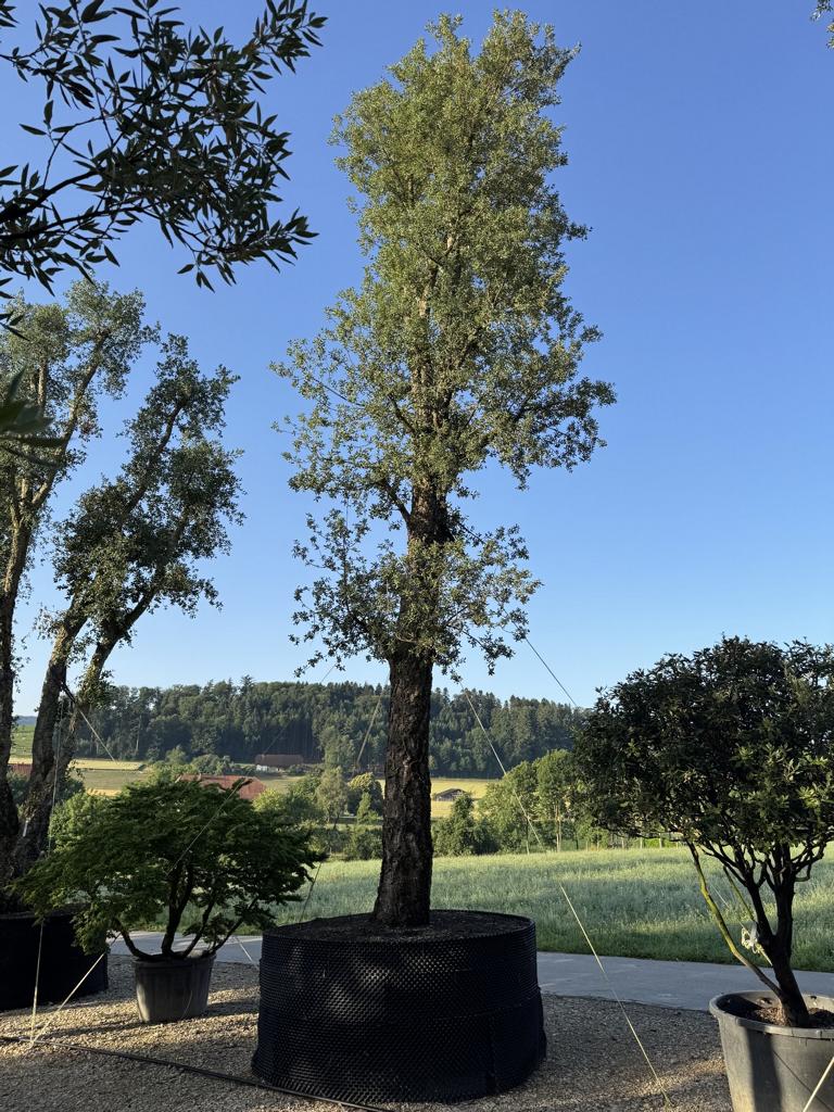 Quercus suber