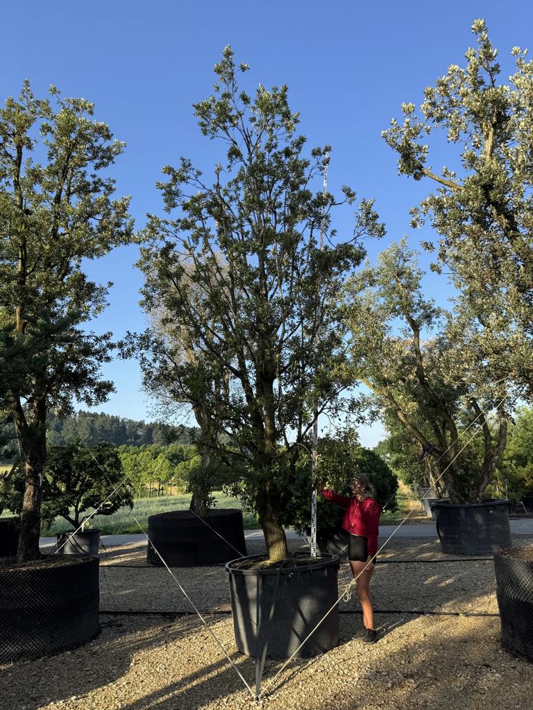 Quercus ilex