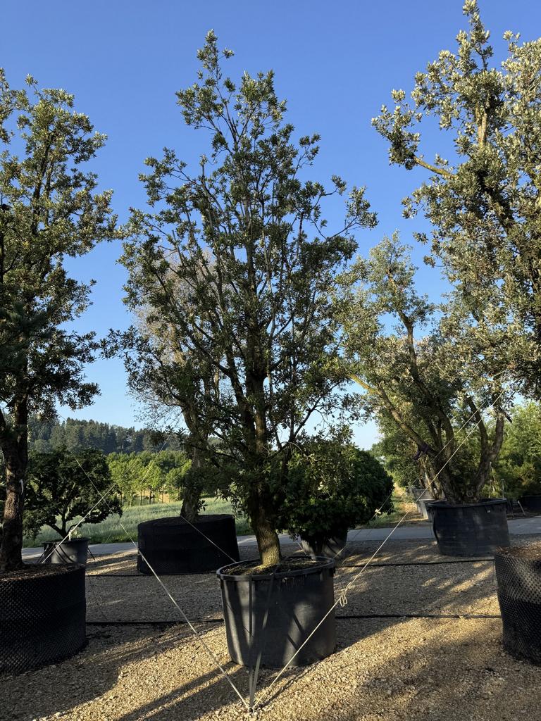 Quercus ilex