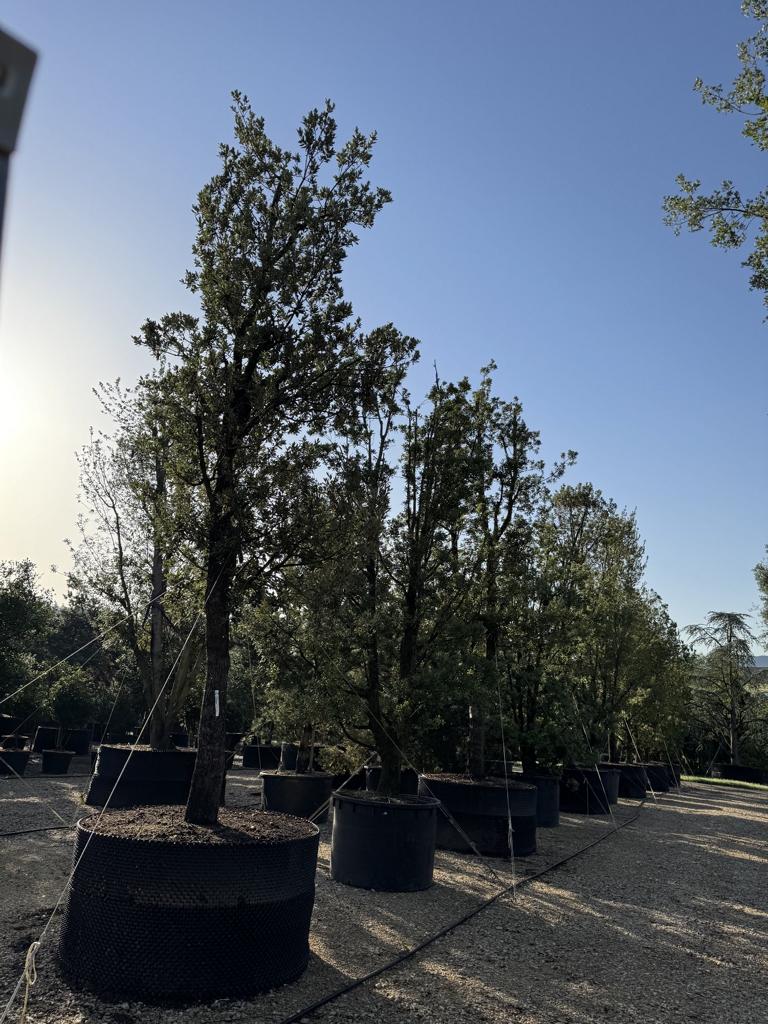Quercus ilex