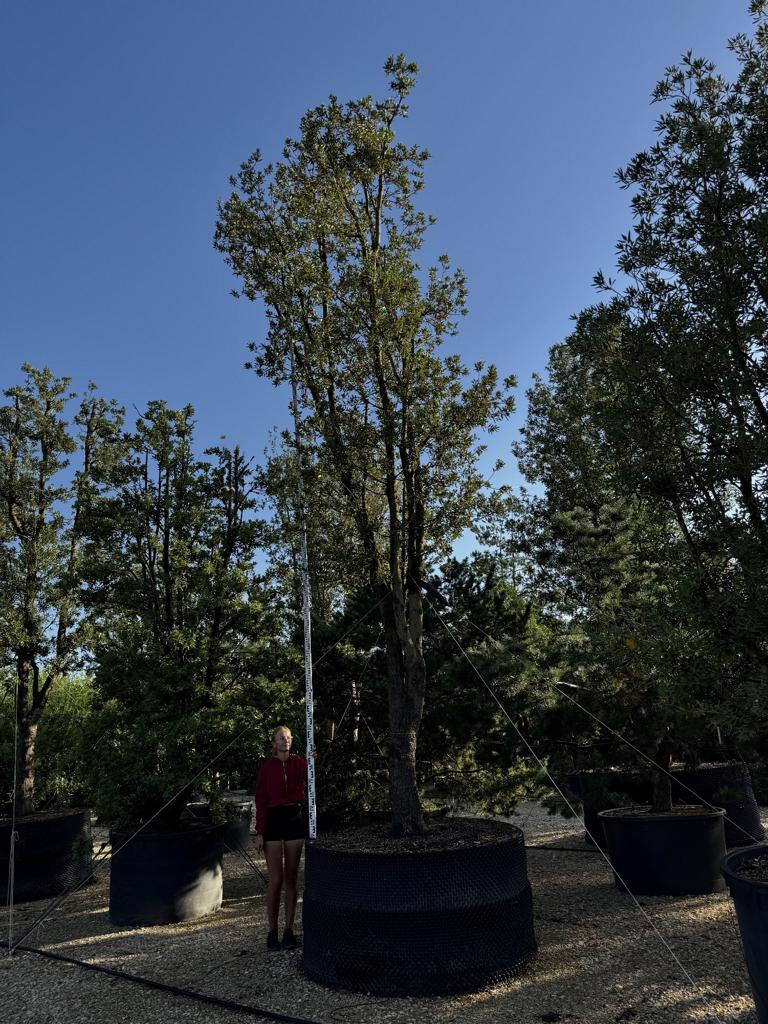 Quercus ilex