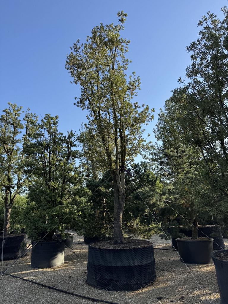Quercus ilex