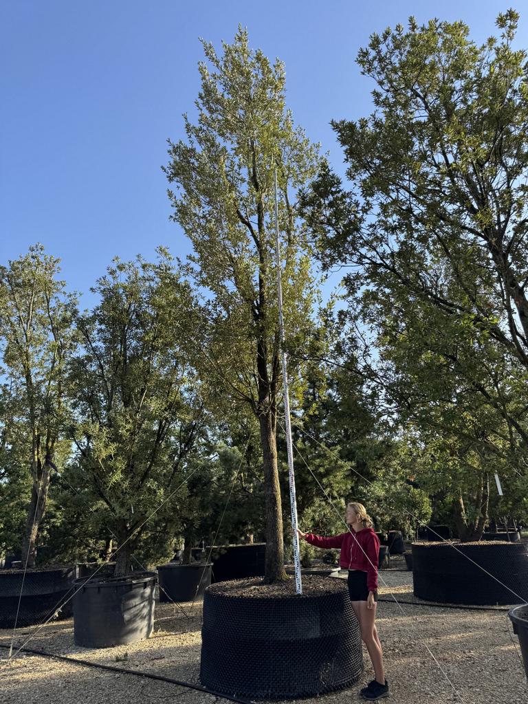 Quercus ilex
