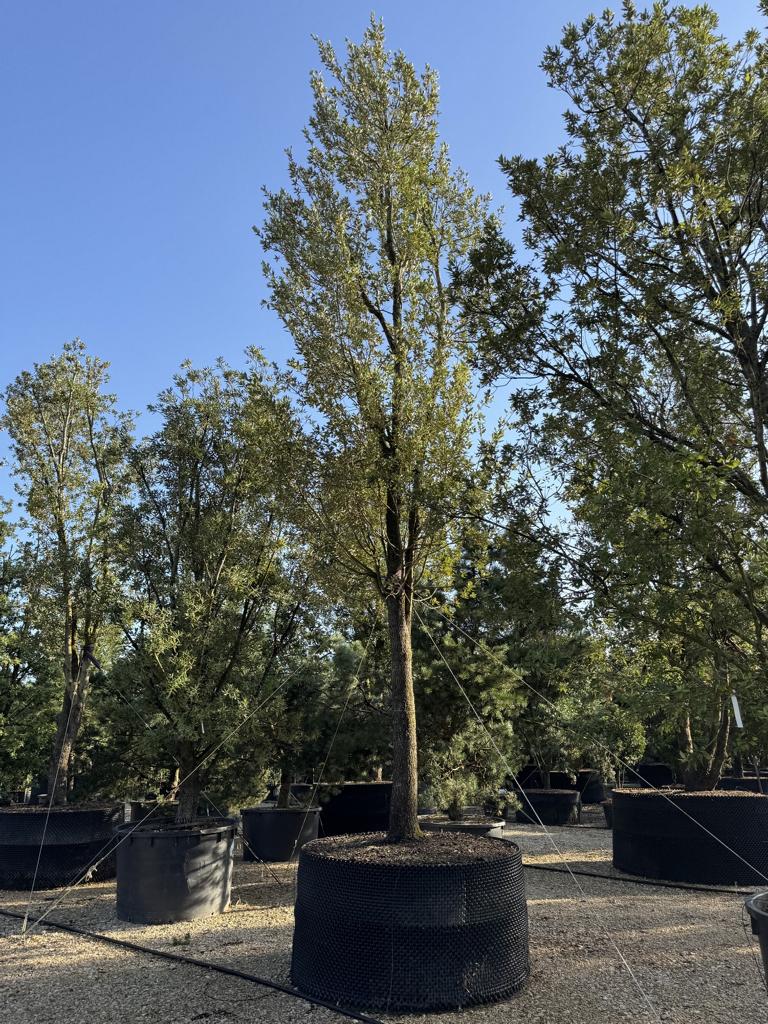 Quercus ilex