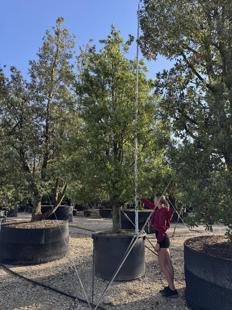Quercus ilex