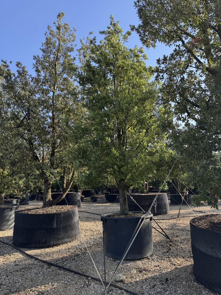 Quercus ilex