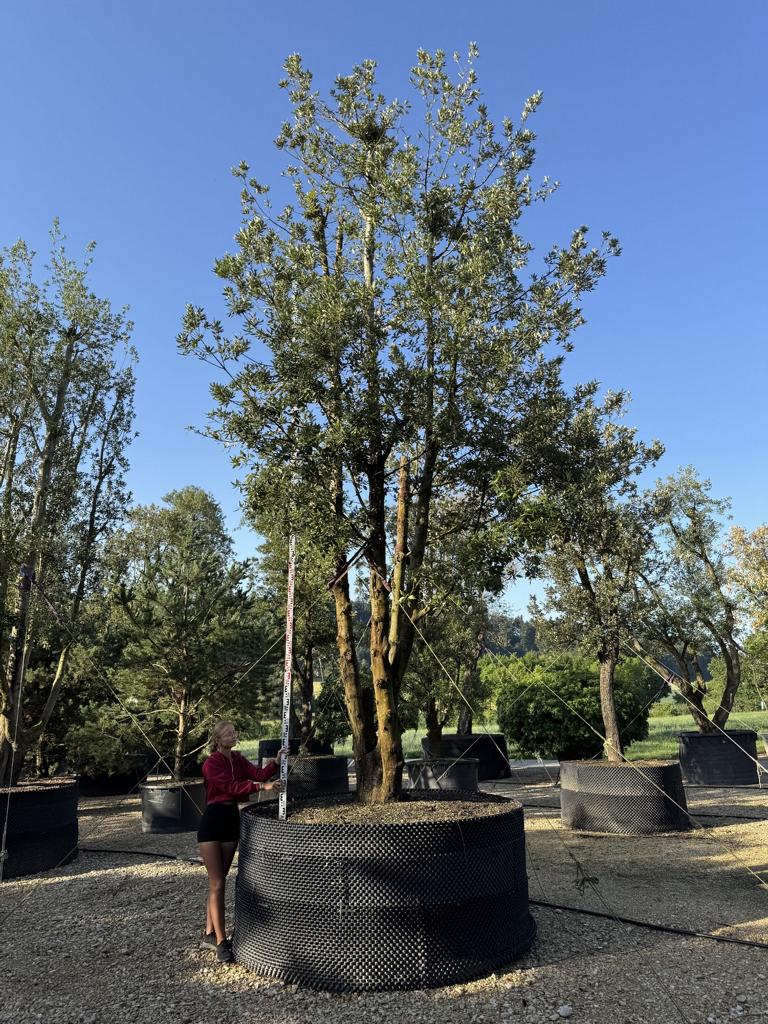 Quercus ilex