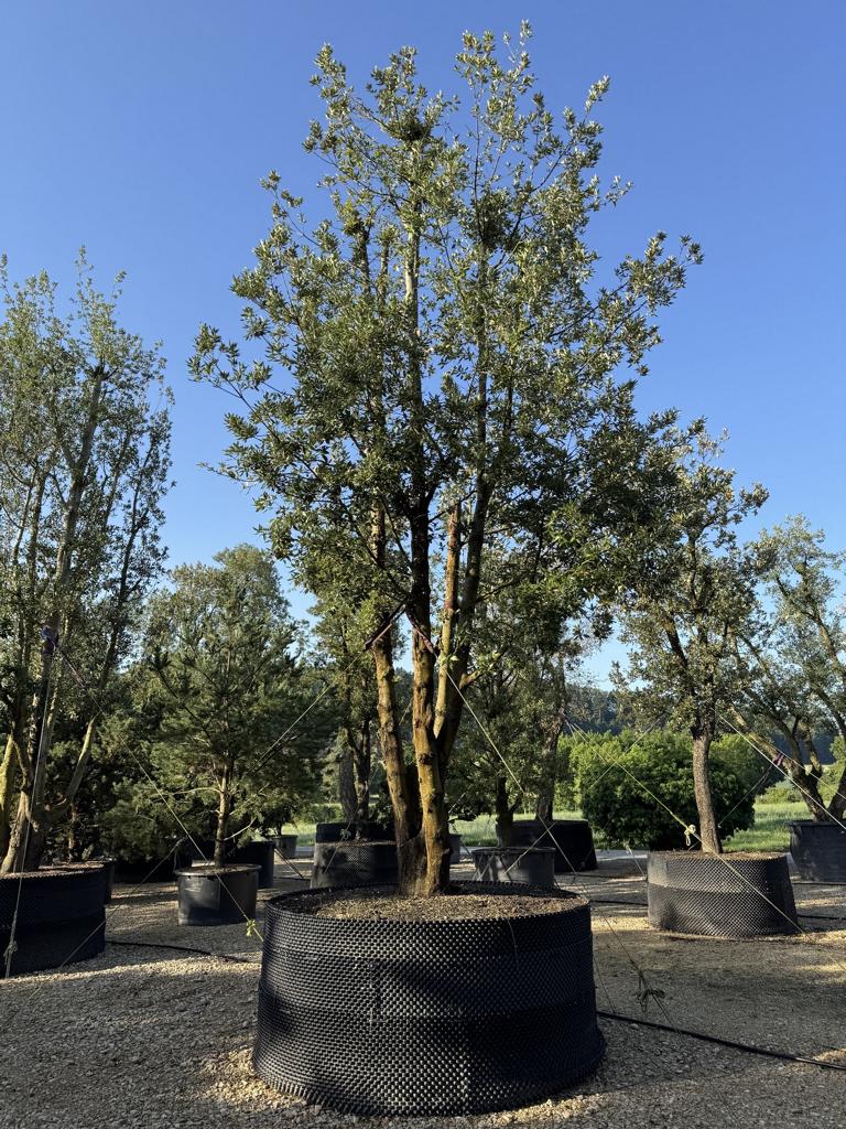 Quercus ilex