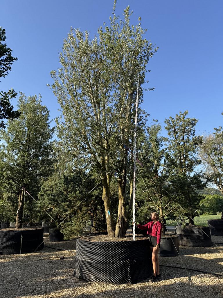 Quercus ilex