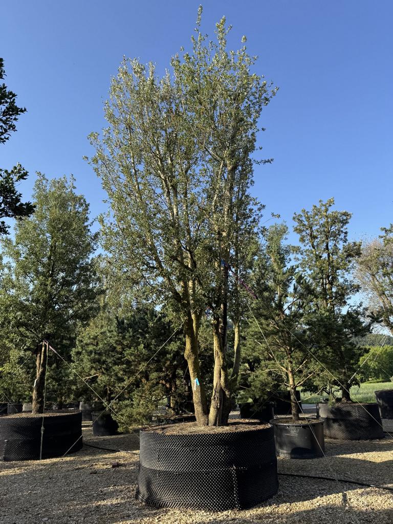 Quercus ilex