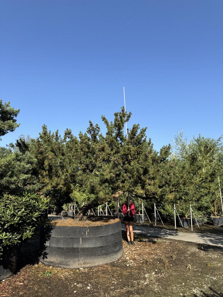 Pinus mugo Schirmform