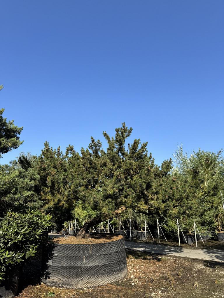 Pinus mugo Schirmform