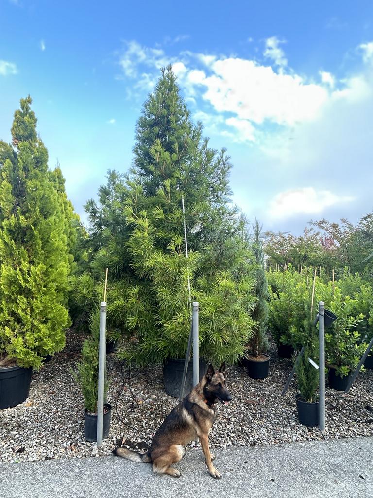 Sciadopitys verticillata
