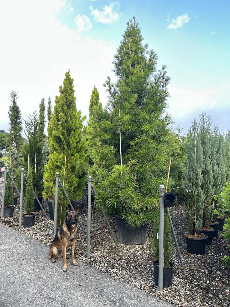 Pyrus communis 'Decora'