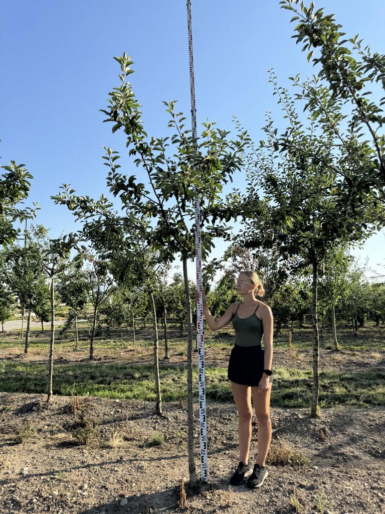 Malus domestica 'Primerouge'