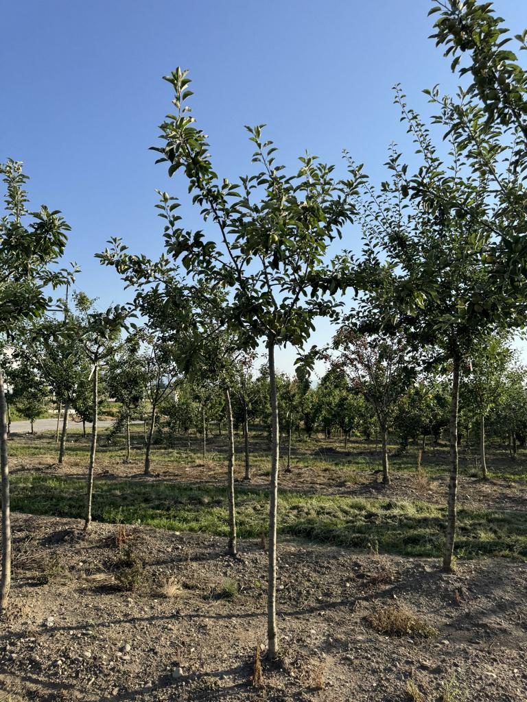 Malus domestica 'Primerouge'