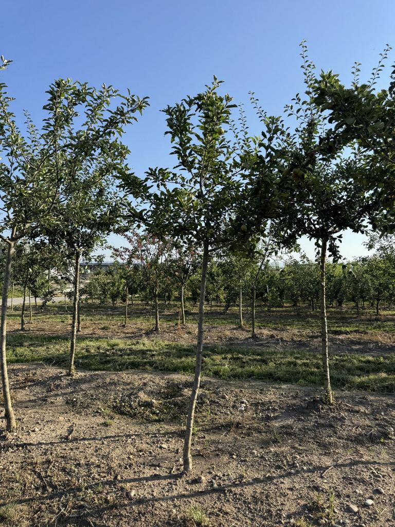 Malus domestica 'Royal Gala'