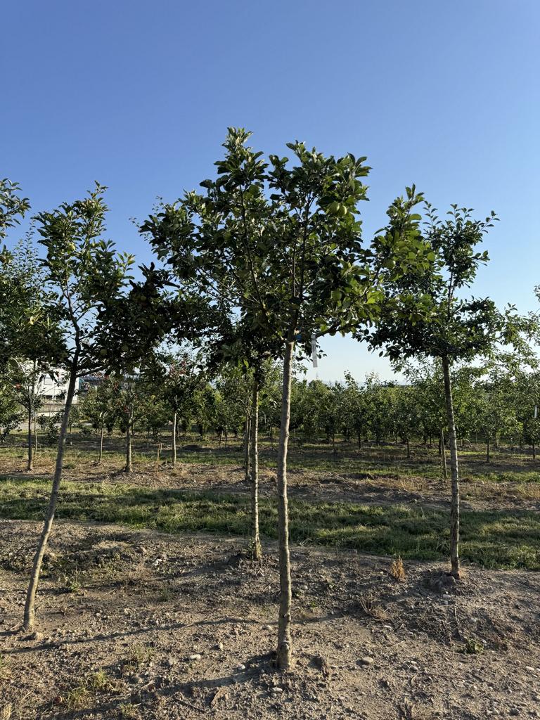 Malus domestica 'James Grieve'