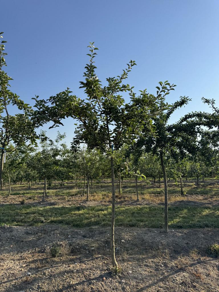 Malus domestica 'Idared'