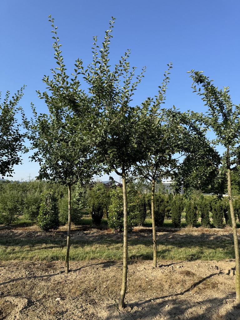 Prunus domestica 'Mirabelle de Nancy'