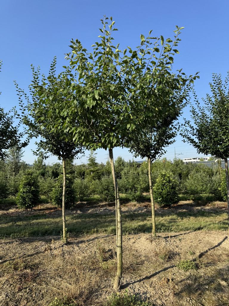 Prunus domestica 'Fellenberg'