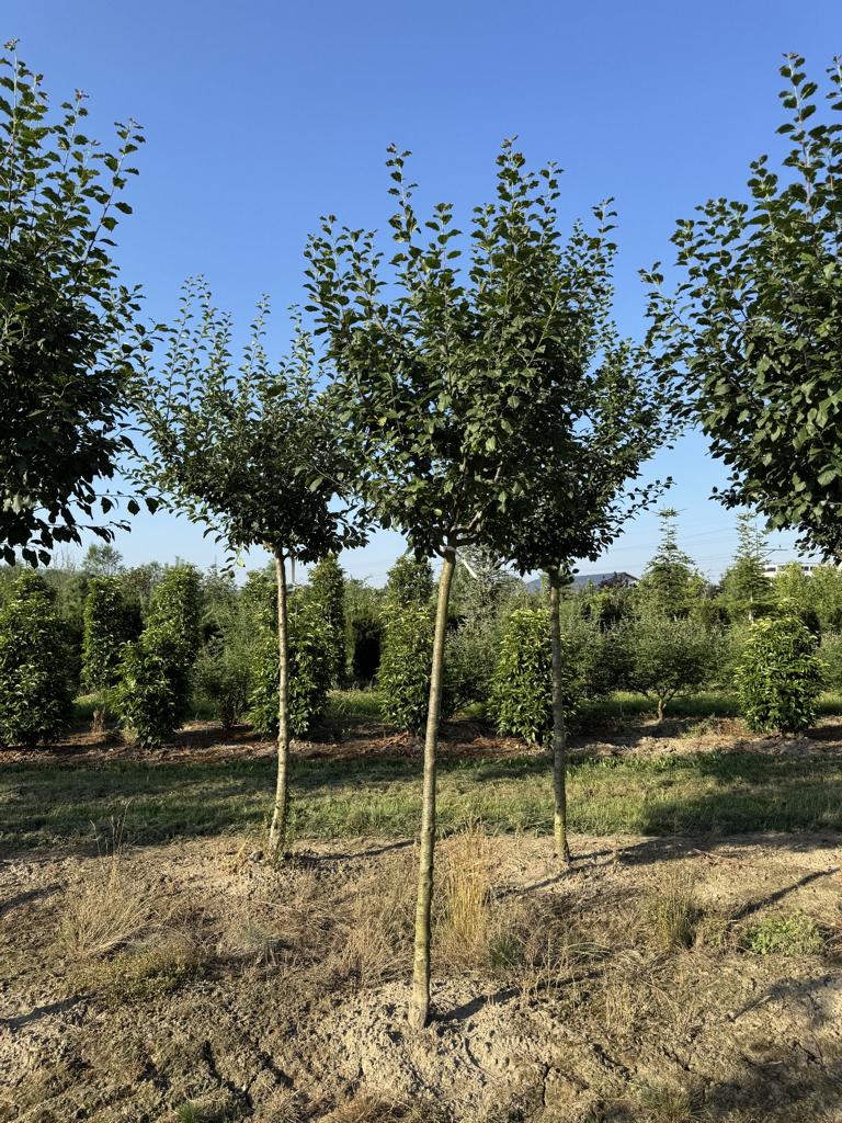 Prunus domestica 'Bühler Frühzwetschge'