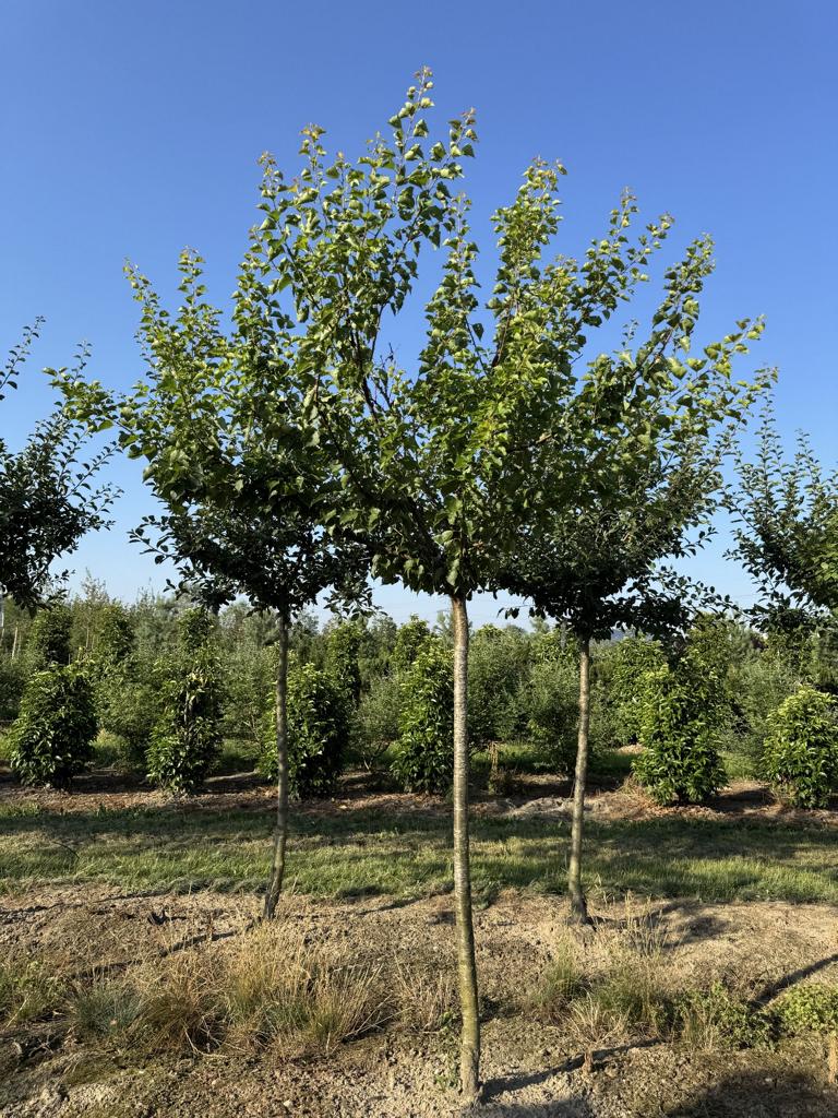 Prunus armeniaca 'Königsaprikose'