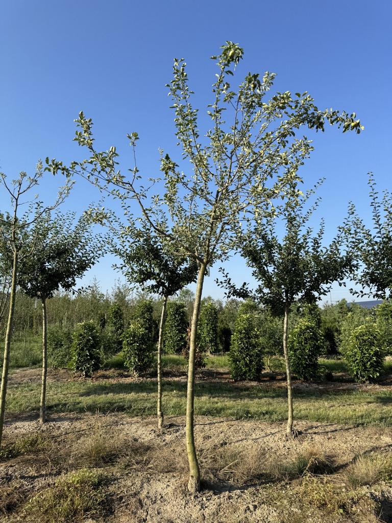 Malus domestica 'Schöner von Boskoop'